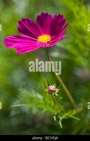 Lebendige rosa Cosmos gegen helles grünes Laub Stockfoto