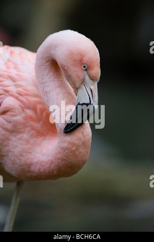 Chilenische Flamingo Phoenicopterus chilensis Stockfoto