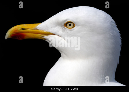 Porträt einer Silbermöwe (Larus Argentatus). Stockfoto