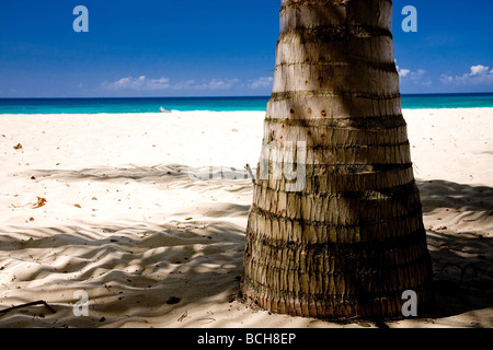 Der Stamm einer großen Palme auf die weißen Sandstrände von Playa Grande Dominikanische Republik durch den Atlantischen Ozean Stockfoto