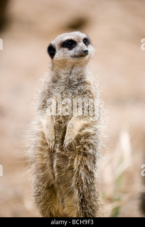 Erdmännchen in London Zoo England UK Stockfoto