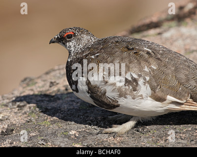 Alpenschneehuhn, Lagopus Mutus, Männchen im Sommer Gefieder Stockfoto