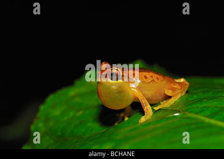 Sanduhr Laubfrosch Hyla Ebraccata Corcovado Nationalpark Costa Rica Stockfoto