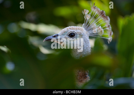 Kopfschuss des blauen indischen Pfauenhennen durch Laub. Gattung Pavo, Fasan Familie Phasianidae, Arten indischen Pfauen. Stockfoto