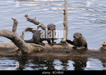 Stock Foto von zwei Fischotter Welpen sitzen auf einem Baumstamm in einem See, Yellowstone National Park, Montana, 2009. Stockfoto