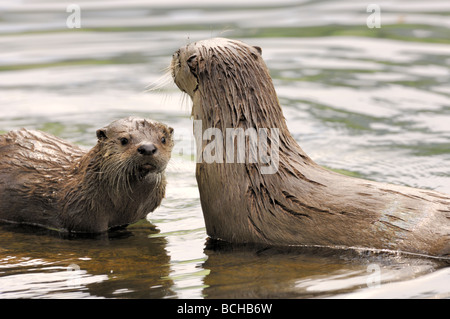 Stock Foto von einem Fluss Otter Welpen sitzen im flachen Wasser mit seiner Mutter, Yellowstone National Park, Montana, USA. Stockfoto