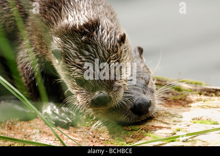 Stock Foto von River Otter Pup ruht auf seiner Mutter zurück, Yellowstone National Park, Montana, Juli 2009. Stockfoto