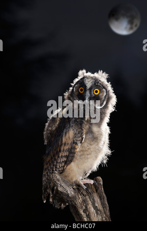 Juvenile Waldohreule Asio otus Stockfoto