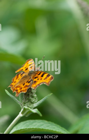 Polygonia c-Album. Komma Schmetterling auf einem buddleja Blume schießen in einem englischen Garten Stockfoto