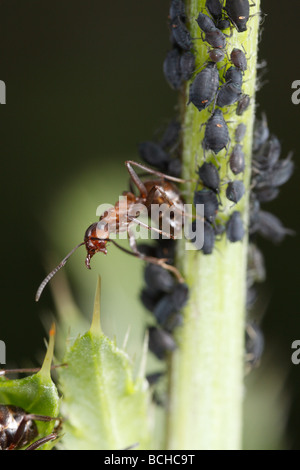 Pferd-Ameisen (Formica Rufa) Blattläuse zu verteidigen. Stockfoto