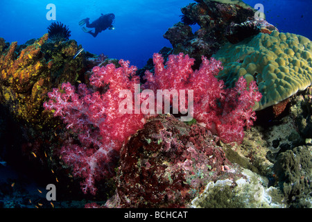 Taucher im bunten Coral Reef Similan Inseln Andaman Sea-Thailand