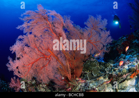 Rote Gorgonien Fan und Scuba Diver Melithaea spec Similan Inseln Andaman Sea-Thailand Stockfoto