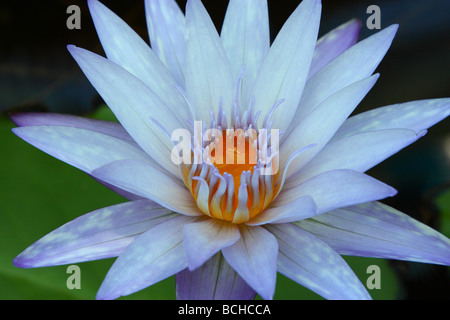 Lila blaue Lotusblume Nahaufnahme Nymphea Stockfoto