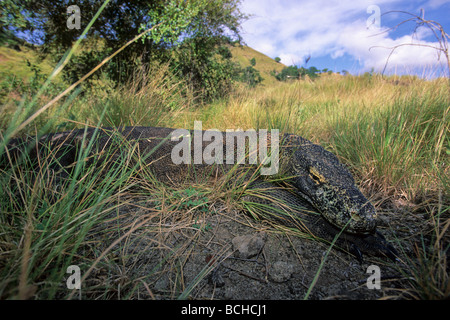 Giftige Komodowaran größten bestehenden Eidechse anfällig IUCN Varanus Komodoensis Komodo National Park Lesser Sunda-Indonesien Stockfoto
