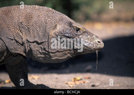 Giftige Komodowaran größten bestehenden Eidechse anfällig IUCN Varanus Komodoensis Komodo National Park Lesser Sunda-Indonesien Stockfoto