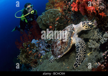 Taucher und Hawksbill Turtle-Eretmochelys Imbricata Komodo National Park kleinen Sunda-Inseln Indo Pacific Indonesia Stockfoto