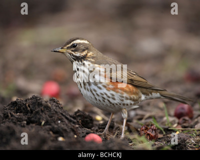 Redwing, Turdus Iliacus, Nahrungssuche auf dem Boden unter Holzäpfel Stockfoto