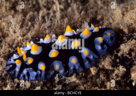 Nacktschnecke Phyllidia sp Komodo Nationalpark kleinen Sunda-Inseln Indopazifik Indonesien Stockfoto