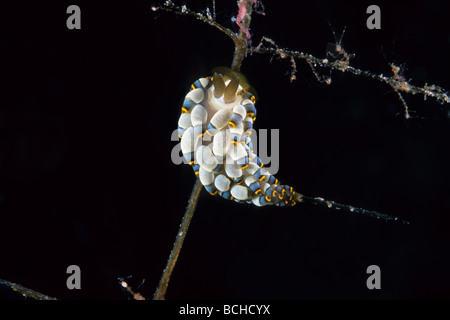 Nacktschnecke auf Hydroid mit Skeleton Shrimps Cuthona Kanga Caprellide sp Komodo National Park kleinen Sunda-Inseln Indonesien Stockfoto