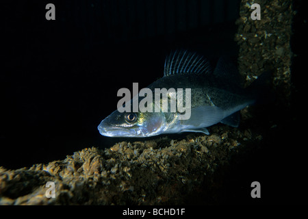 Zander im See Lugano Stizostedion Lucioperca Lake Lugano Tessin Schweiz Stockfoto