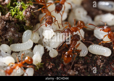Ameisen der Gattung Myrmica bringen ihre Larven und Puppen zurück unter der Erde, nachdem ihr Nest gestört wurde. Stockfoto