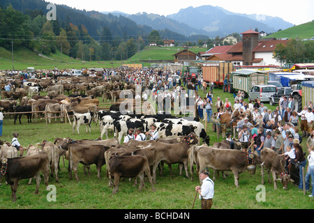 Deutschland-Bayern-Allgäu-Rinder werden Fahrt nach unten aus den Alpen für den winter Stockfoto