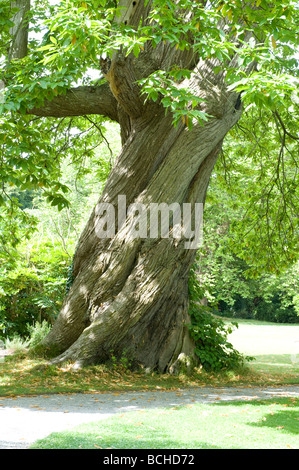 Castanea Sativa 'Spanisch Sweet Chestnut"ausgewachsen Twister Baum Spirale Rillen Rinde Stockfoto