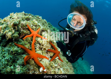 Taucher und Red Sea Stars Hacelia Attenuata Echinaster Sepositus Massa Lubrense Sorrentinische Halbinsel Kampanien Mittelmeer Stockfoto