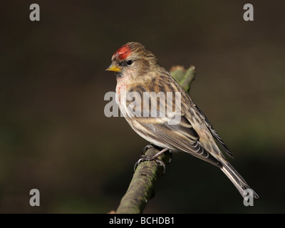 Geringerem Redpoll, Zuchtjahr Kabarett, thront auf Zweig Stockfoto