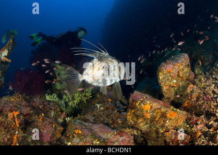 John Dory Fish St Pierre und Scuba Diver Zeus Faber Massa Lubrense sorrentinischen Kampanien Thyrrhenian Meer Mittelmeer Italien Stockfoto