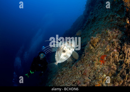 John Dory Fish St Pierre und Scuba Diver Zeus Faber Massa Lubrense sorrentinischen Kampanien Thyrrhenian Meer Mittelmeer Italien Stockfoto