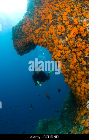 Taucher an Wand mit Orange Warm Wasser Korallen Astroides Massa Lubrense Sorrentinische Halbinsel Kampanien Thyrrhenian Mittelmeer Stockfoto