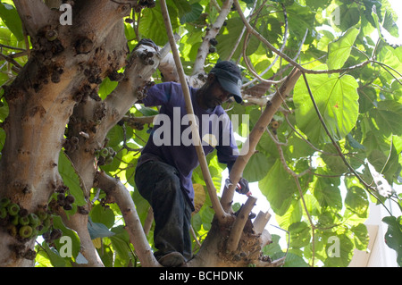 Mann auf einem Baum Ficus-Baum durch das Abholzen Äste Ausdünnen Stockfoto
