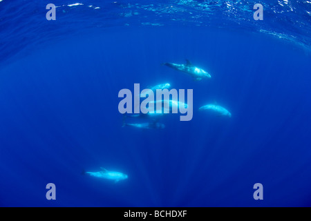 Rissos Delfine Grampus früh Pico Island Azoren Atlantik-Portugal Stockfoto