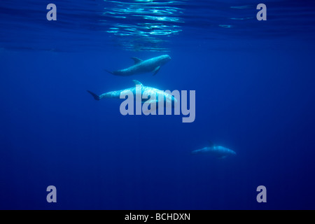 Rissos Delfine Grampus früh Pico Island Azoren Atlantik-Portugal Stockfoto