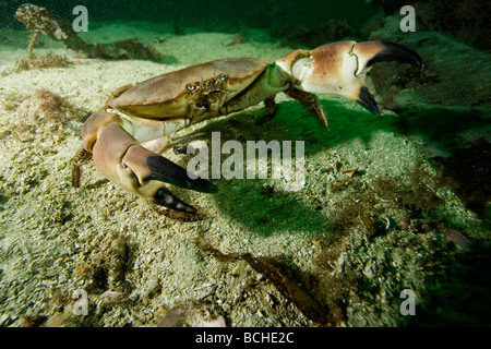 Essbare Krabbe Cancer Pagurus Stromsholmen Atlantik Norwegen zu verteidigen Stockfoto