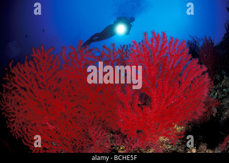 Taucher und rot Variable Gorgonia Paramuricea Clavata Vela Luka Korcula Insel Dalmatien Adria Kroatien Stockfoto