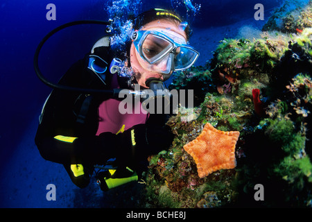 Taucher und Penta Seestern Peltaster Plazenta Ventotene Insel Kampania Mittelmeer Italien Stockfoto