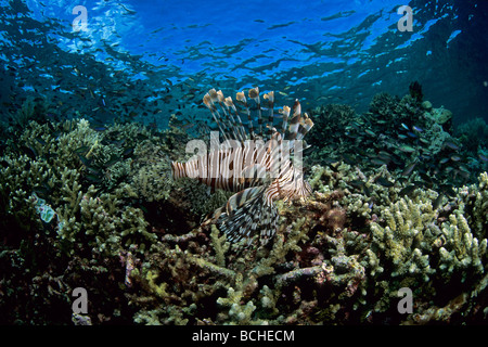 Rotfeuerfisch am Korallenriff Pterois Volitans Wakatobi Celebes Indo Pacific Indonesien Stockfoto