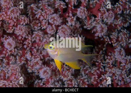 Goldene Sergeant Damsel Fisch Amblyglyphidodon Aureus Wakatobi Celebes Indo Pacific Indonesien Stockfoto