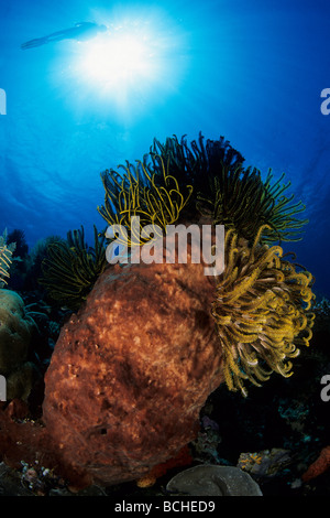 Große Fass-Schwamm mit Seelilien Diacarnus Spinipoculum Wakatobi Celebes Indo Pacific Indonesien Stockfoto