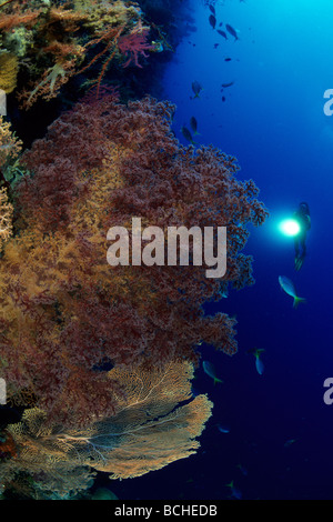 Scuba Diver an Wand mit Weichkorallen Dendronephthya sp Wakatobi Celebes Indopazifik Indonesien Stockfoto