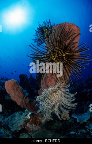 Große Fass-Schwamm mit Seelilien Diacarnus Spinipoculum Wakatobi Celebes Indo Pacific Indonesien Stockfoto