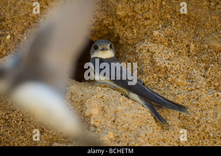 Uferschwalbe (Riparia Riparia) Stockfoto