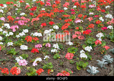 Pelargonien Geranium 'Multibloom'. Schöne bunte Darstellung der roten, weißen, orangefarbenen & rosa Blumen in voller Blüte. Stockfoto