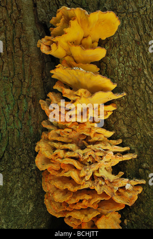 Schwefel Polypore umgangsprachlich Huhn des Waldes Stockfoto