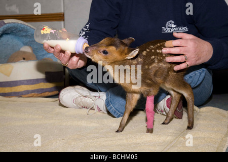 Muntjak, Muntiacus Reevesi, Fawn Flasche gefüttert werden Stockfoto