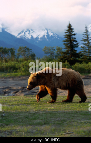 Brown Bear Walking Wiese gefangen SC AK Sommer/nAlaska Big Game Stockfoto