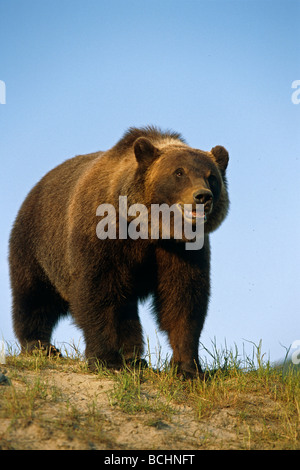 Braunbären Wandern in Wiese gefangen AK SC Sommer Großwild Alaska Stockfoto