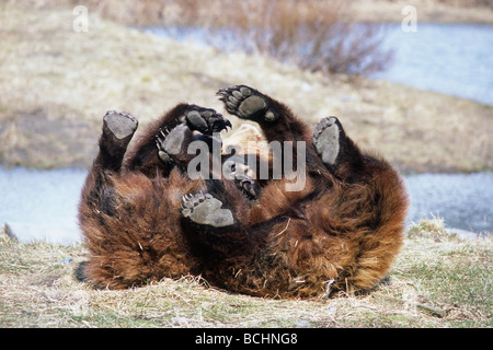 CAPTIVE: Zwei Braunbären im Frühjahr in Yunan Alaska gefangen im Alaska Wildlife Conservation Center spielen Stockfoto